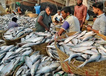 Ikan Hilsa