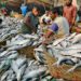 Ikan Hilsa