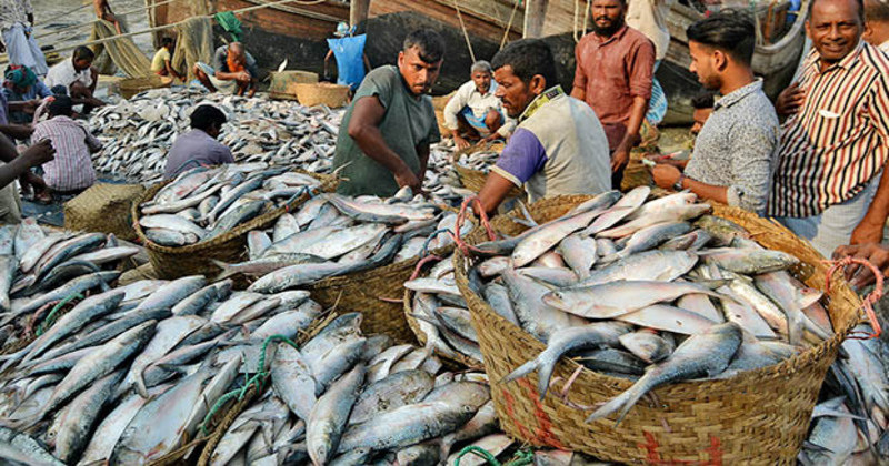 Ikan Hilsa