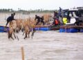 Pembongkaran pagar laut di pesisir Tangerang yang dilakukan oleh TNI AL dan KKP.