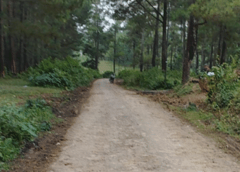 Penebangan pohon di desa mokaha, tegal.