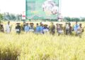 Kegiatan panen raya padi yang digelar di Desa Bataan, Kecamatan Tenggarang, Senin (7/4/2025).