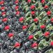 Tentara Nasional Indonesia